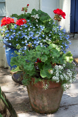 Pots on House Steps