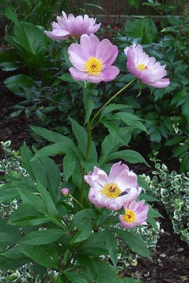 Pink Peony