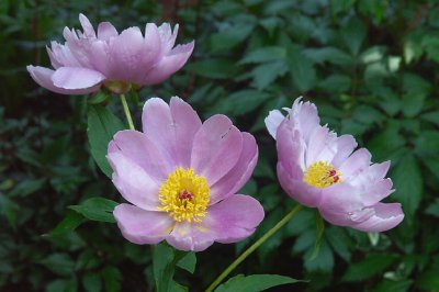 Pink Peony, Detail