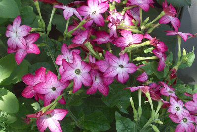 unidentified