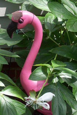 Plastic Flamingo