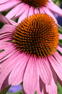 Pocket Garden, Cone Flower