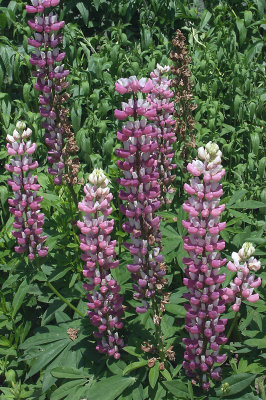 Lupines