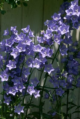 Campanula