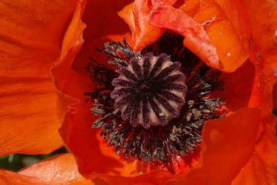 Poppy, Detail