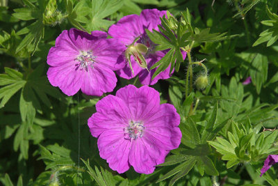 unidentified