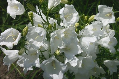 White Lilies