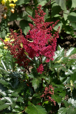 Astilbe
