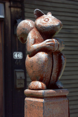 Squirrel Seen in Transit