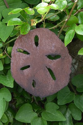 Sand dollar sculpture