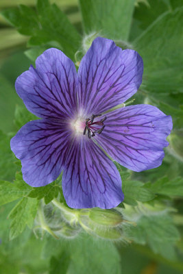 Blue geranium