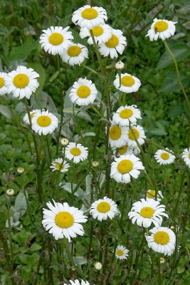 Daisies