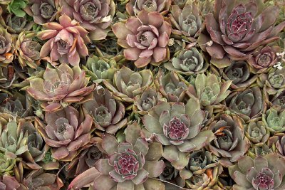 Sempervivum (aka hens and chicks)