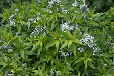 unidentified flower