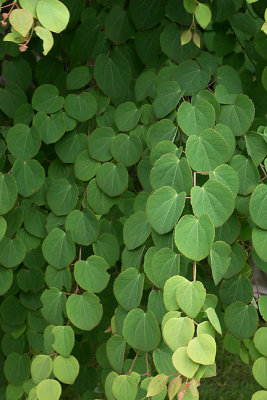 unidentified tree