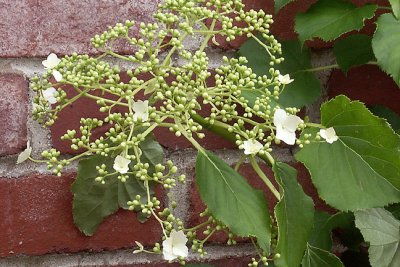 Vine on wall, in transit