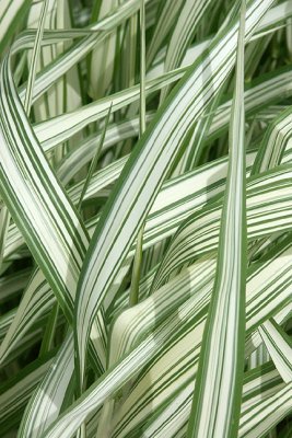 Ribbon grass