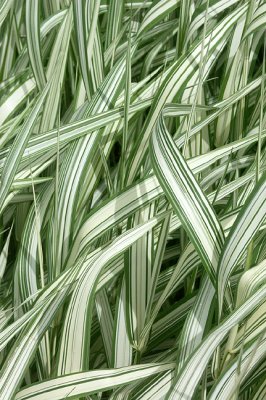 Ribbon grass