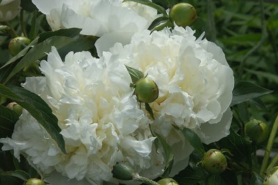 White peony