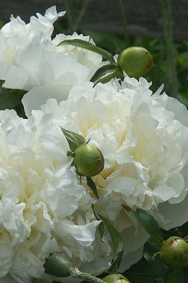 White peony