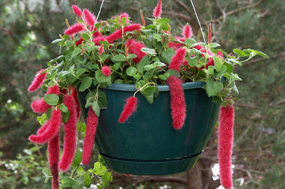 Chenille plant