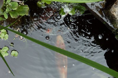 Koi pond