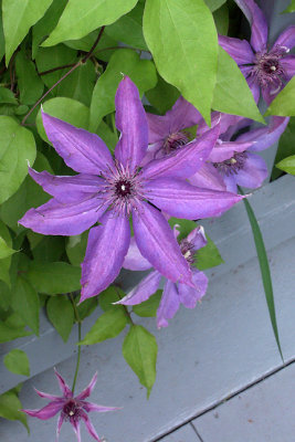 Purple clematis