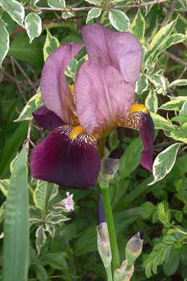 Purple iris