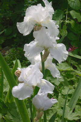 White iris