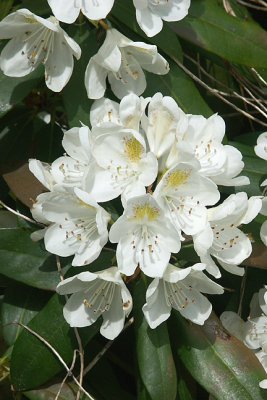 White rhododendron, in transit