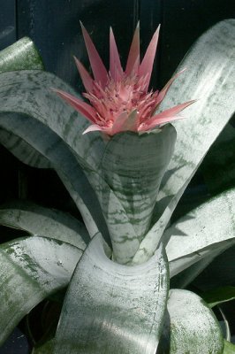 Transitions, Aechmea