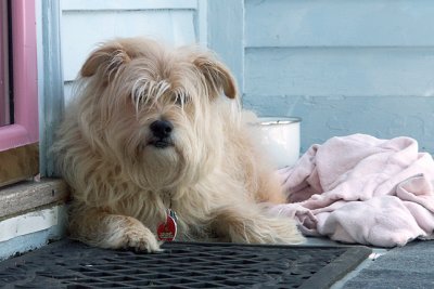 Mikey, World's Cutest Guard Dog!