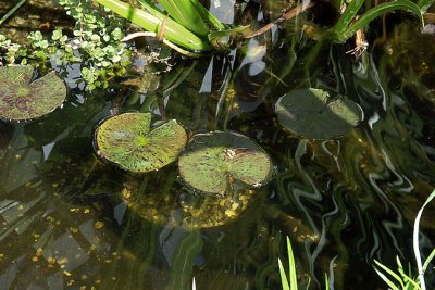 Koi Pond, Lily Pads