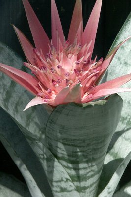 Transitions, Aechmea Detail