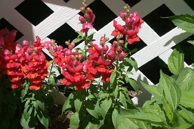 Red Snapdragons