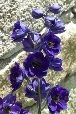 Blue Delphiniums