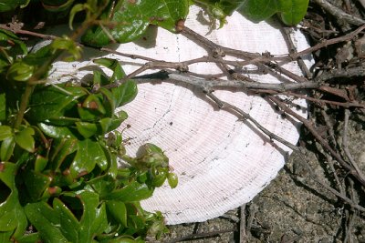 Decorative Shell