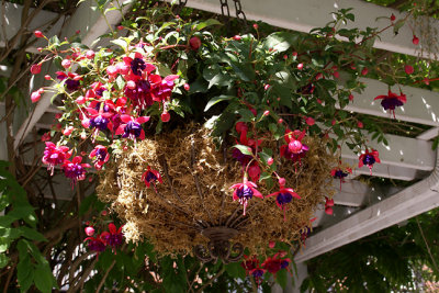 Hanging Planter under Pergola