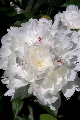White Peony, Detail