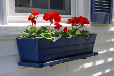 Geraniums in Blue Planter