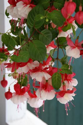 Fuchsia, Detail