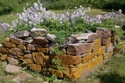 Cottage Foundation, with Hesperis