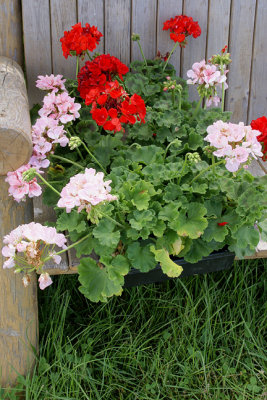 Geraniums Destined for Laighton Cemetery