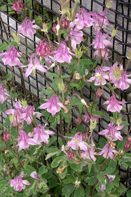 Columbine, No. 13 on Garden Plan