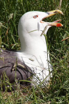 Nesting in Grass, Respiration Cooling