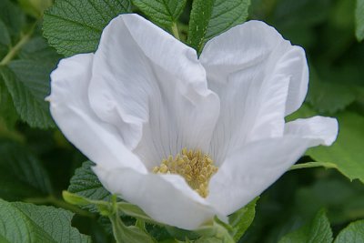 Rugosa, No. 79 on Garden Plan