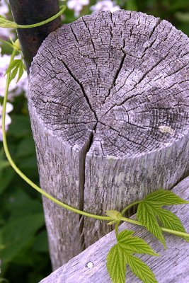 Hops Reaching to Fence Post