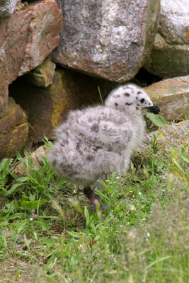 Seagull Chick, Near Garden
