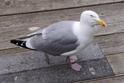 Seagull on Pedestrian Bridge