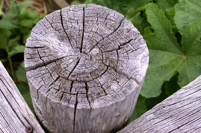 Weathered Garden Fence Post